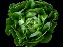 Does drinking water help you lose weight? 13 {{brizy_dc_image_alt entityId=