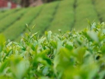 Photo Green tea