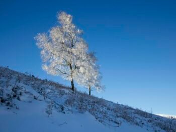 {{brizy_dc_image_alt entityId=